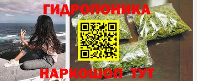 стафф Кингисепп